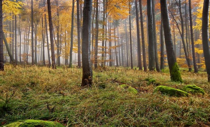 Wald im Nebel (Foto: Gerhard Lenk / Naturfreunde Österreich)