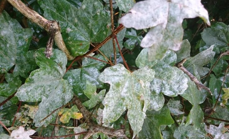 Foto: Koppensteiner/Gartenleben