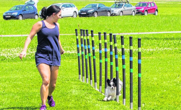 Mensch und Tier sind bei den Agility-Bewerben gleichermaßen gefordert. 
