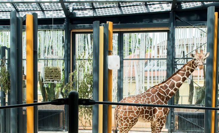 Durch die GASOKOL Solaranlage sind Schönbrunner Giraffen der Sonne näher. Foto: Daniel Zupanc