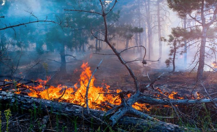 Die Gefahr von Waldbränden ist derzeit in Perg hoch. Foto: yelantsevv/shutterstock.com
