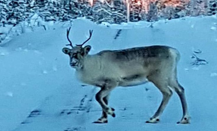 Beim PS-Spektakel in Lappland fanden sich nicht nur Menschen als Zuschauer ein. 