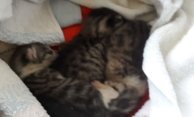 Wer vermisst diese Katzen? Foto: Reitbauer 