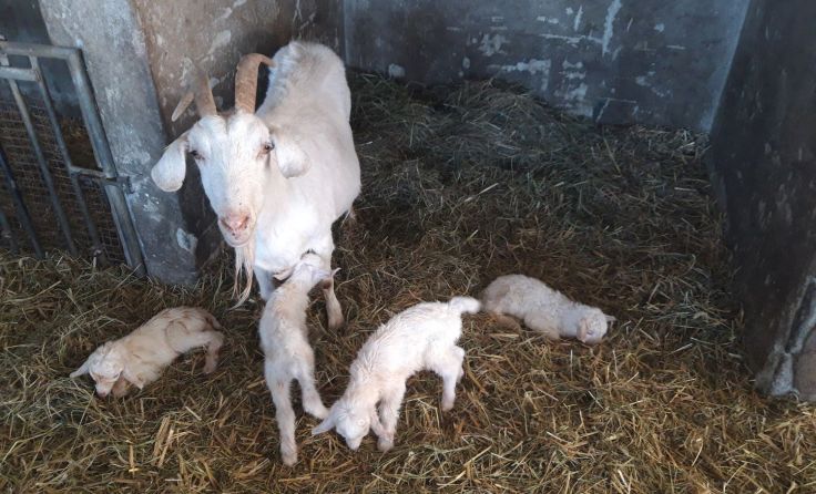 Tips-Leser können einen Blick auf die Vierlinge werfen. Foto: Kastner 