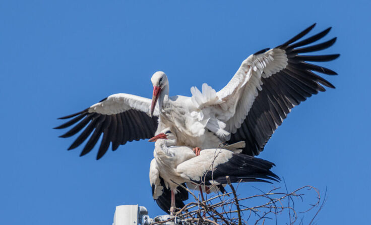 Ein Weißstorch-Paar zieht derzeit mitten in Perg die Blicke auf sich. (Foto: Michael Zobl)