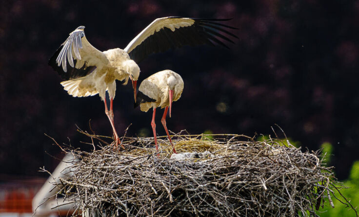 Storchennachwuchs in Perg. (Foto: @ 2022 Gertraud Sonntag)