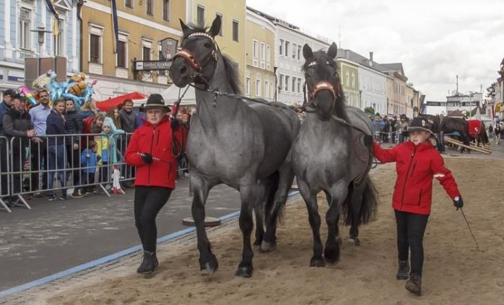 Eva und Lisa Etzer aus Rutzenmoos mit ihren beiden Noriker-Stuten. Foto: Hermann Pucher