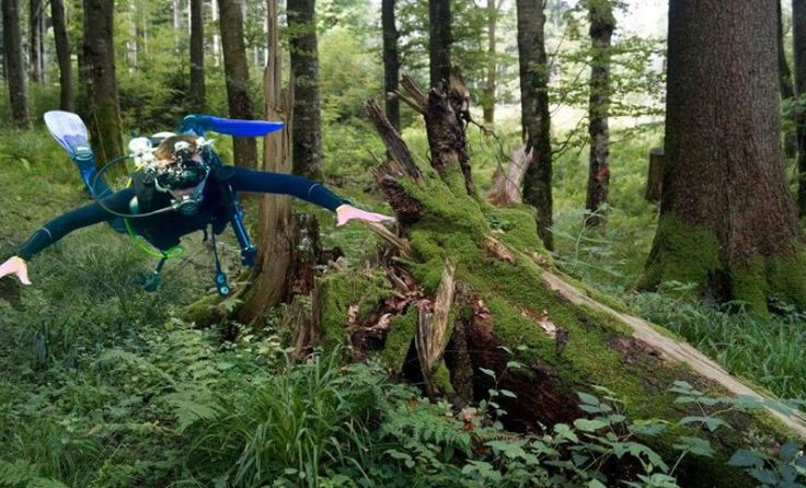 Tauchgang im Waldmeer