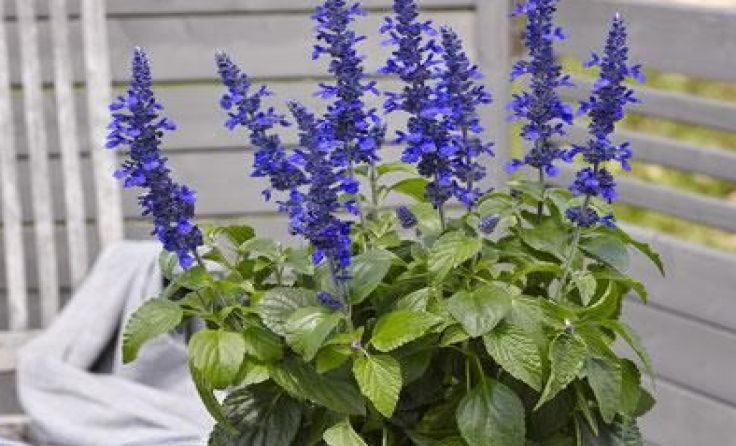Balkonblume 2019 mit dem Namen „Blauer Blitz“ Foto: OÖ. Gärtner