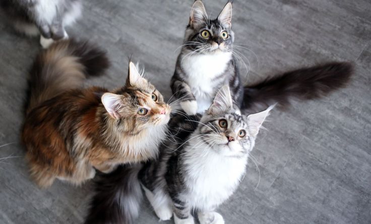Lebendige Kuscheltiere sind keine geeigneten Weihnachtsgeschenke. Foto: Weihbold