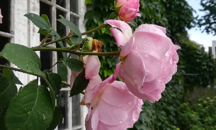 Blühende und duftende Erlebnisse mit Rosen am Hauswandspalier Foto: Derflinger