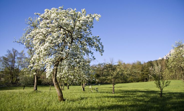 Streuobstwiesen sind schön anzuschauen und bringen gute Früchte. Foto: NUP