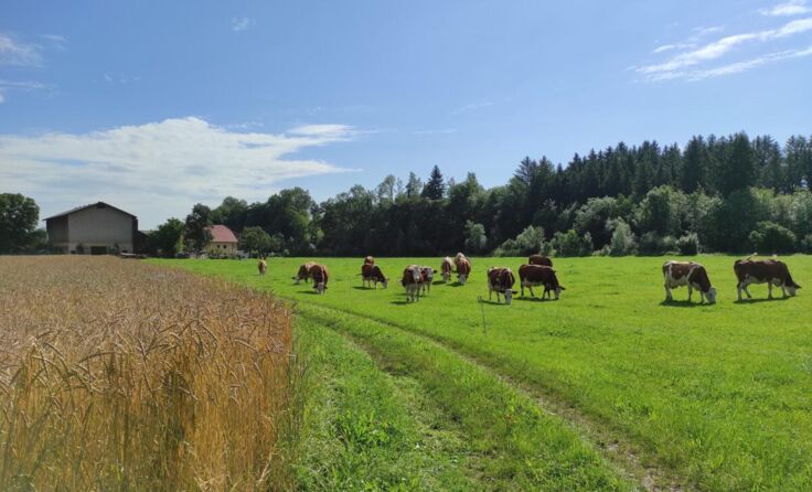 Die Kühe am Biohof Trausmühle haben viel Auslauf. (Foto: Privat)