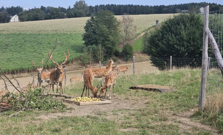 Sikawild am Hof der Familie Schlager im Regauer Ortsteil Rutzenmoos (Foto: OÖ Bauernbund)