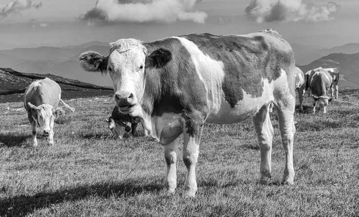 „Auf der Alm“ von Manuel Demuth, Schardenberg (Foto: AÖL/ KBW Fotoclub Kirchheim)