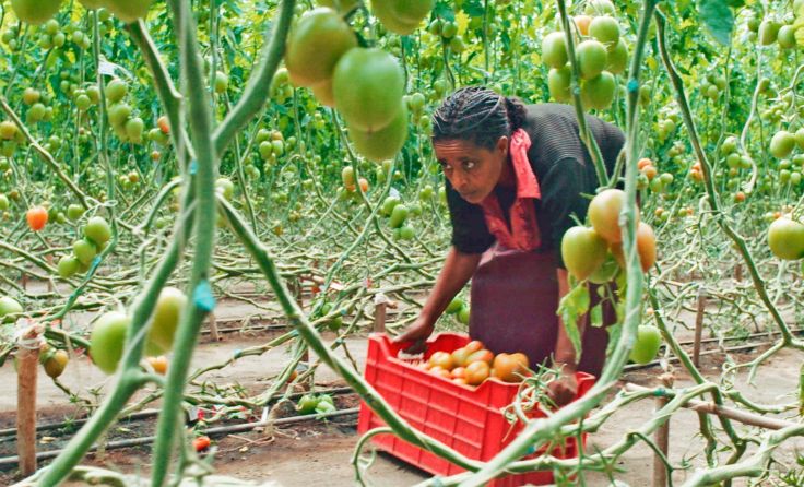 Tomatenernte in Äthiopien  (Foto: movienetfilm.de)