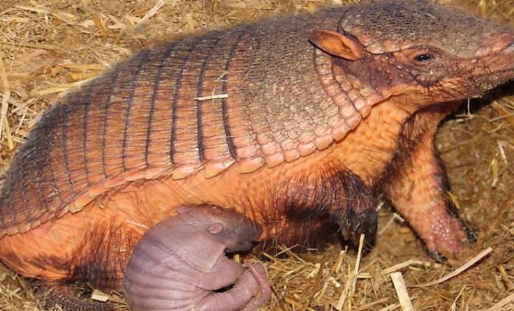 Der Nachwuchs wurde vor weniger als einer Woche geboren. (Foto: APA (Zoo Schmiding)