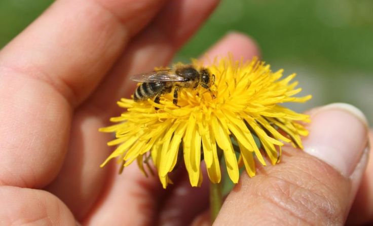 Das Projekt will Lebensräume für Bienen schaffen und sichern. (Foto: Klimabündnis OÖ)