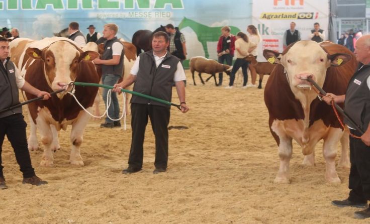 Die Tierschauen auf der Landwirtschaftsmesse haben Weltniveau. 