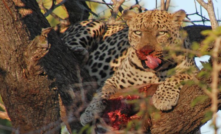 Ein Jaguar mit Jagdbeute (Foto: Anzinger)