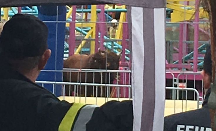 Der Stier wurde im Bereich der "Crazy Mouse" im Vergnügunspark festgesetzt. (Foto: Tips/Horn)