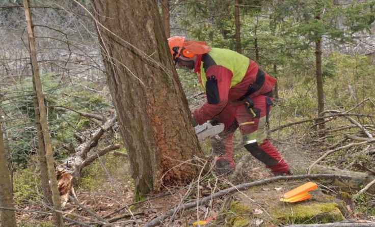 Wolfgang Wellinger bei der Arbeit im Wald (Foto: Diermayer)