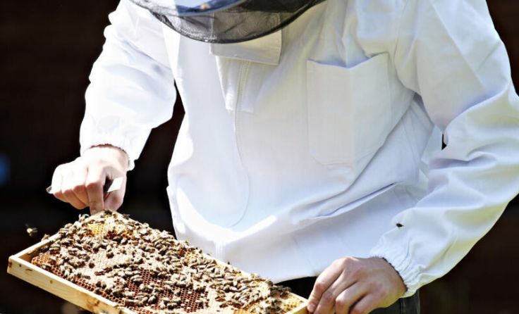 Viele Imker verzeichnen heuer eine geringe Honigernte. (Foto: OÖ Landesverband für Bienenzucht)