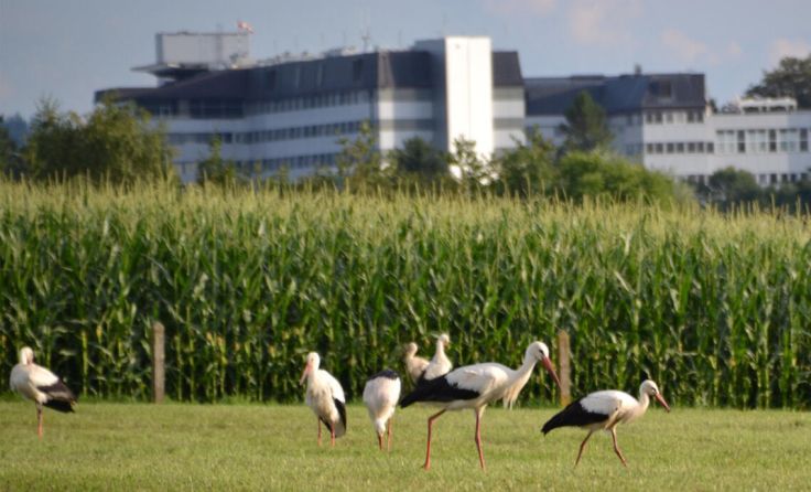 Storchentag in Ried (im Hintergrund das Krankenhaus) (Foto: Stefan Wimböck)