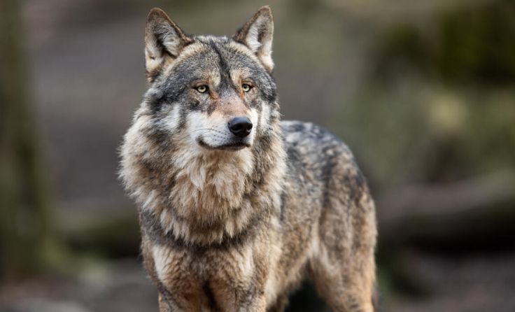 Wolfssichtungen werden häufiger (Foto: Adobestock / AB Photography)