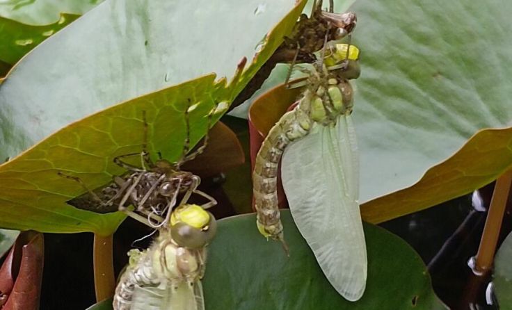 Libellen vor dem Jungfernflug (Foto: Regine Nagy)