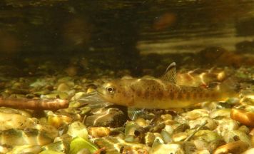 Erwärmung der innviertler Flüsse und Bäche gefährdet den Fischbestand