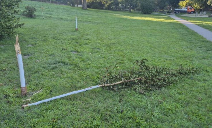 Neu gepflanzte Bäume wurden umgetreten oder abgerissen. (Foto: Stadtgemeinde Ried)