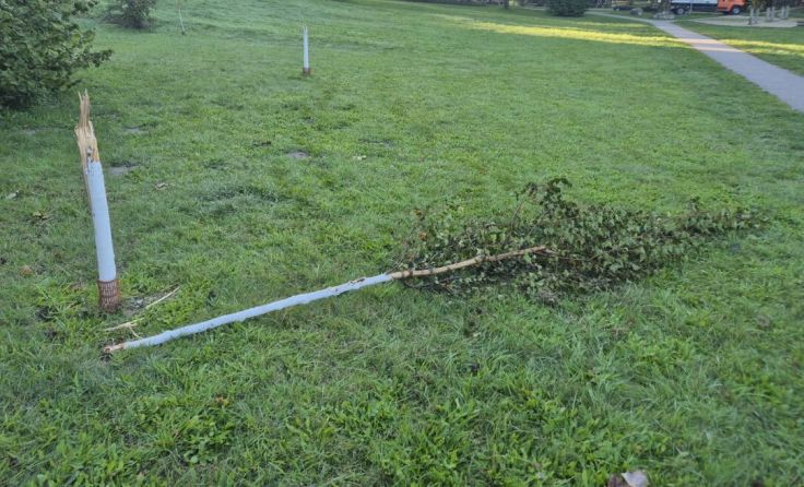 Neu gepflanzte Bäume wurden umgetreten oder abgerissen. (Foto: Stadtgemeinde Ried)