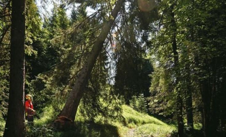 Baumfällung Foto: BMLUFW