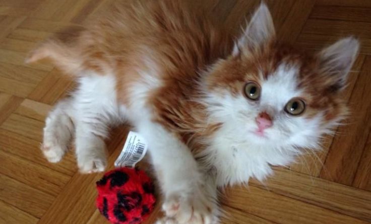 Kleine Katzen werden deutlich schneller vermittelt als ältere. Foto: Binder