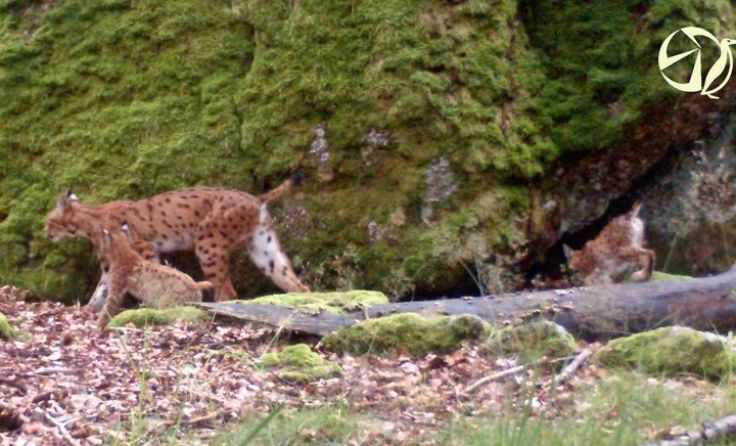 Jiskra und zwei Luchskinder durchstreifen auch den Freiwald. Foto: ALKA Wildlife 2016