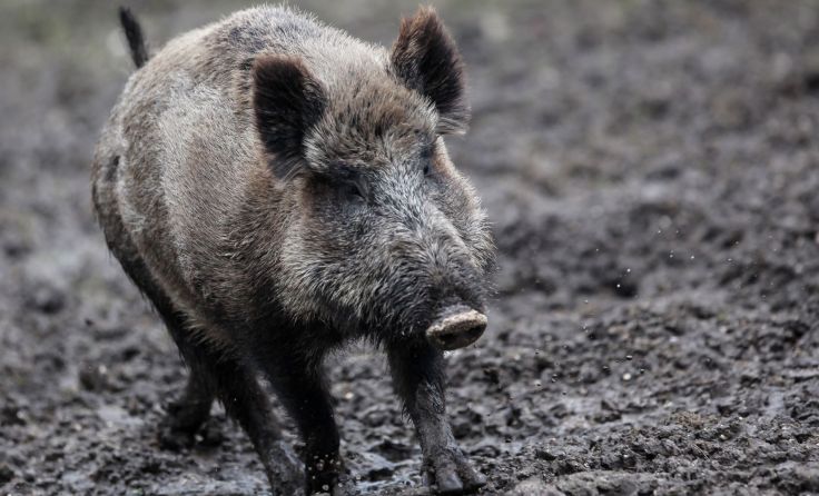 Die Zahl der Wildschweine stagniert. Foto: Weihbold