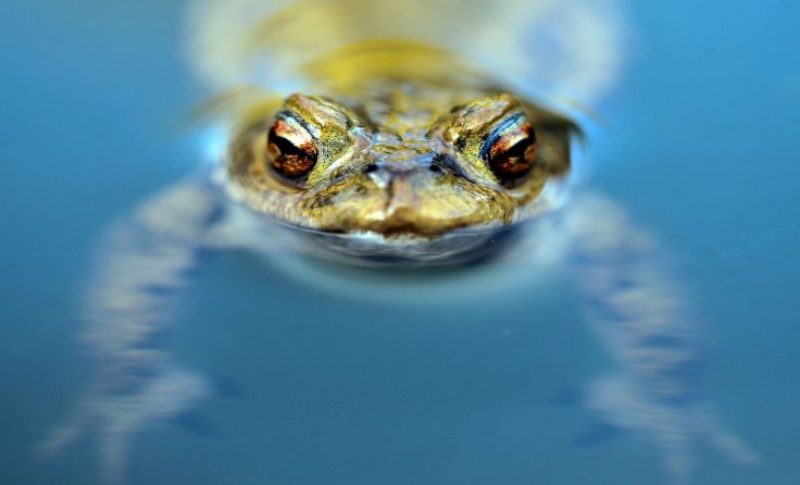 Auf die Gefährdung von Amphibien weist der Naturschutzbund seit Jahren hin. Foto: Weihbold