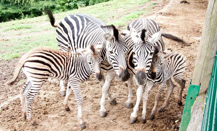 Foto: Tierpark Altenfelden