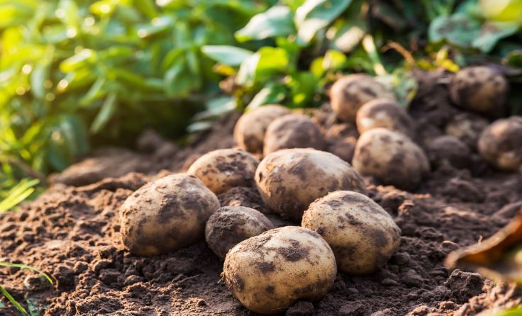 Foto: nednapa/Shutterstock.com