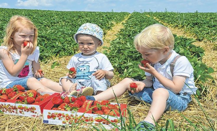 Fabiola, Leonhard und Johannes genießen den Erdbeersegen in Sarleinsbach. Foto: Thaller