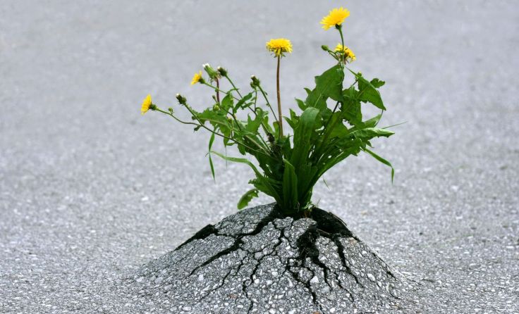 Foto: simonalvinge/Shutterstock.com