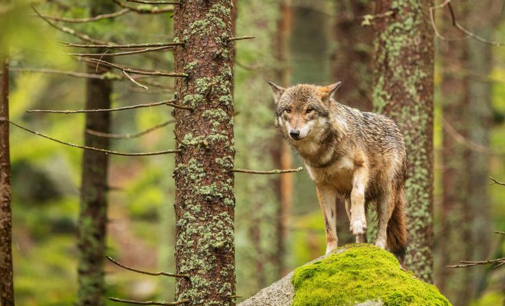 (Foto: Michal Ninger/Shutterstock.com)