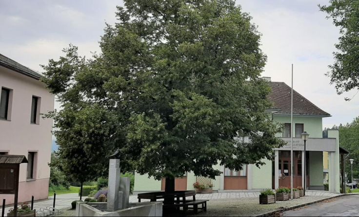Deutsch Reichenauer Linde vor dem Gemeindeamt der Patengemeinde St. Oswald (Foto: Bertlwieser)