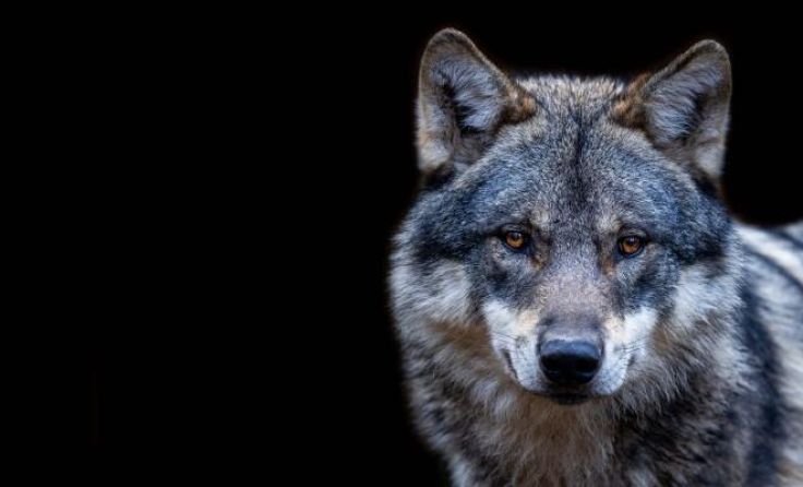  (Foto: AB Photographie/Shutterstock.com)