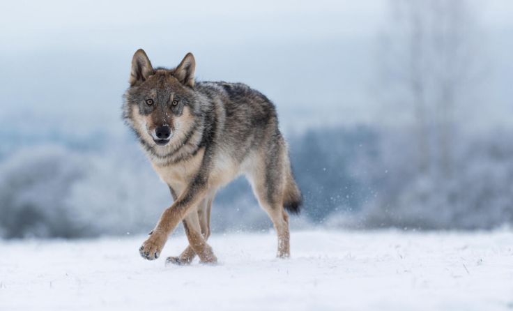 (Foto: Vlada Cech/Shutterstock.com)