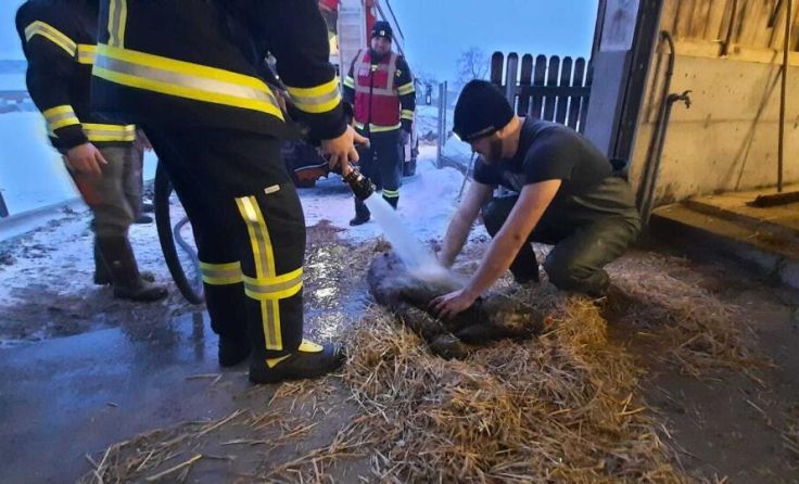 Dusche für das Kälbchen (Foto: FF Ulrichsberg)