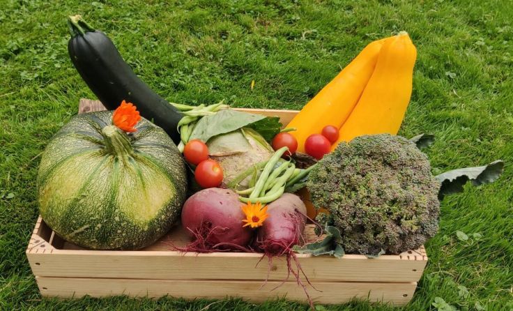  (Foto: Meine Gartenernte)