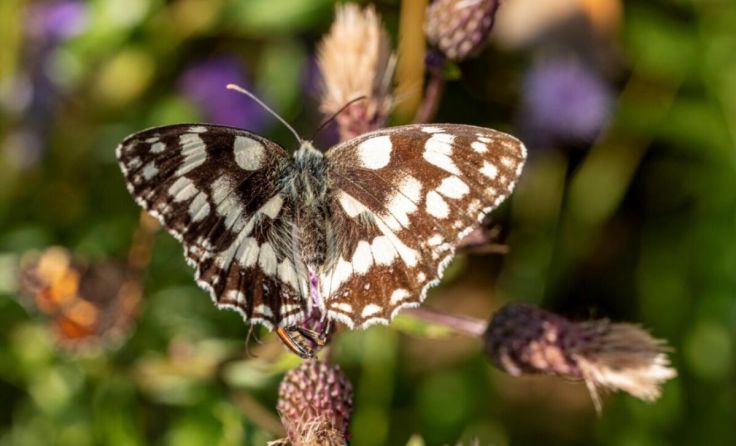 Schachbrettfalter (Melanargia galathea L.) (Foto: M.Krenn)