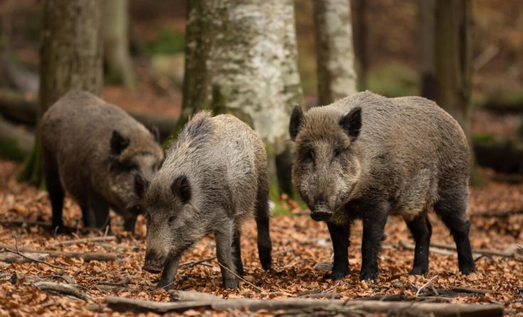 Jäger halten die Wildschwein-Population in Schach. (Foto: ELCON s.r.o. - stock.adobe.com)